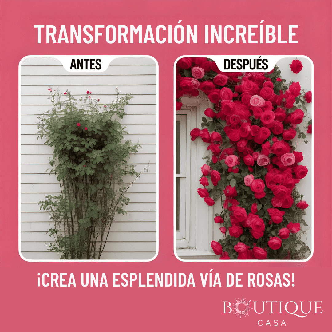 Mix 250 Semillas Rosas Trepadoras | RosaVert™